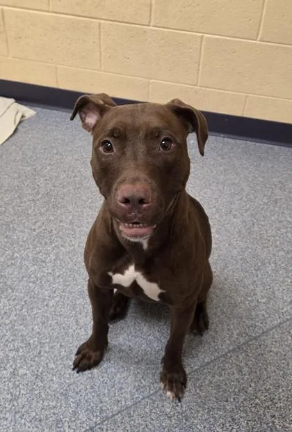 An adult large-sized female Pit Bull Terrier dog named Piglet for adoption in Westland, MI