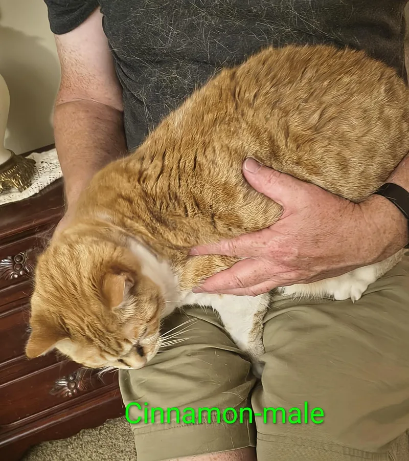 An adult large-sized male Orange & White Domestic Short Hair cat named Cinnamon for adoption in Marlette, MI