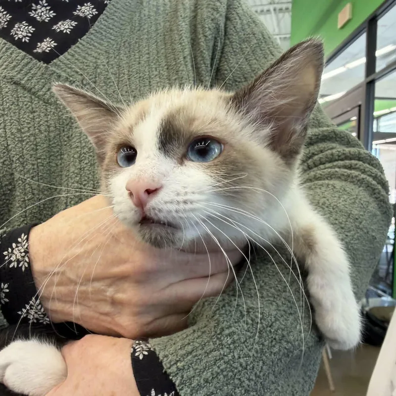 A baby medium-sized male Chocolate Point Siamese cat named Drumstick for adoption in Fairborn, OH