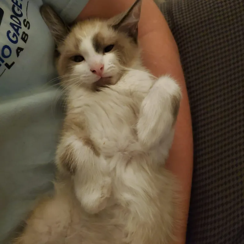 Drumstick thumbnail 2