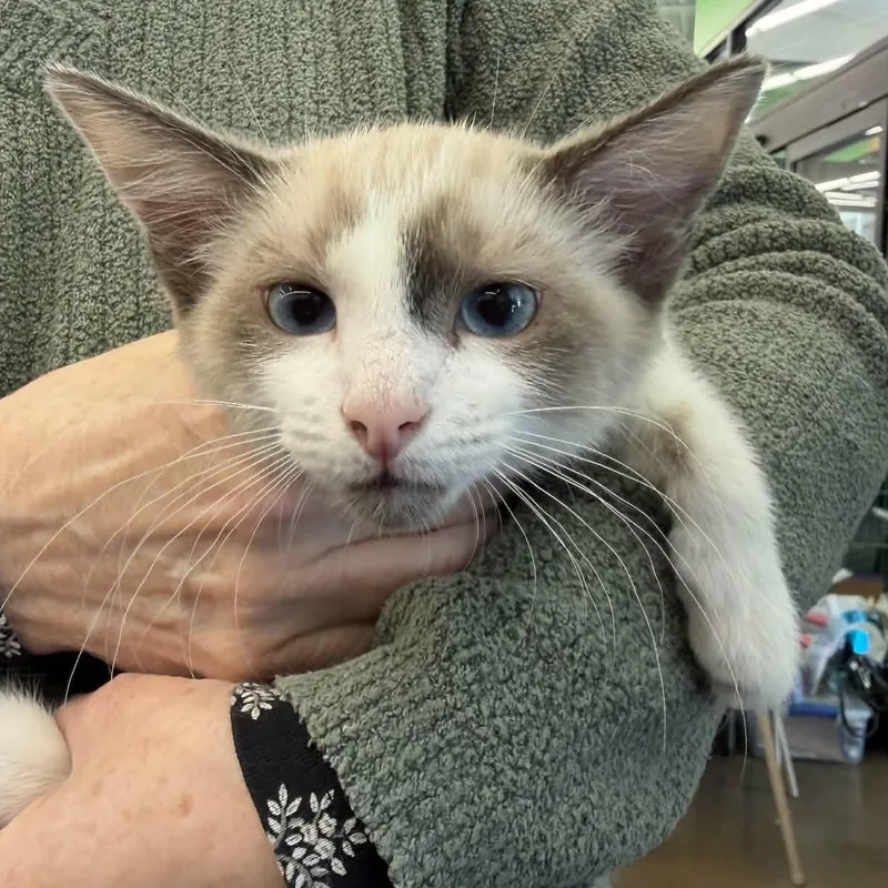 Drumstick thumbnail 3