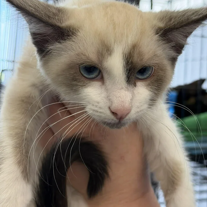 Drumstick thumbnail 4