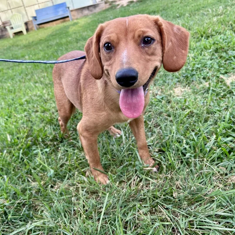 An adult small-sized male Brown / Chocolate Mixed Breed dog named Objection for adoption in Fredericksburg, VA
