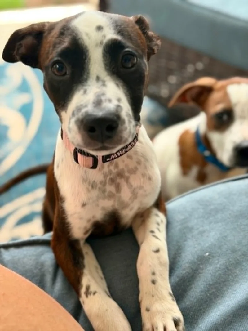 A baby medium-sized female White / Cream English Pointer dog named Fiona for adoption in Largo, FL