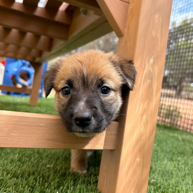 A young medium-sized female Shepherd dog named Coral for adoption in Torrey, UT