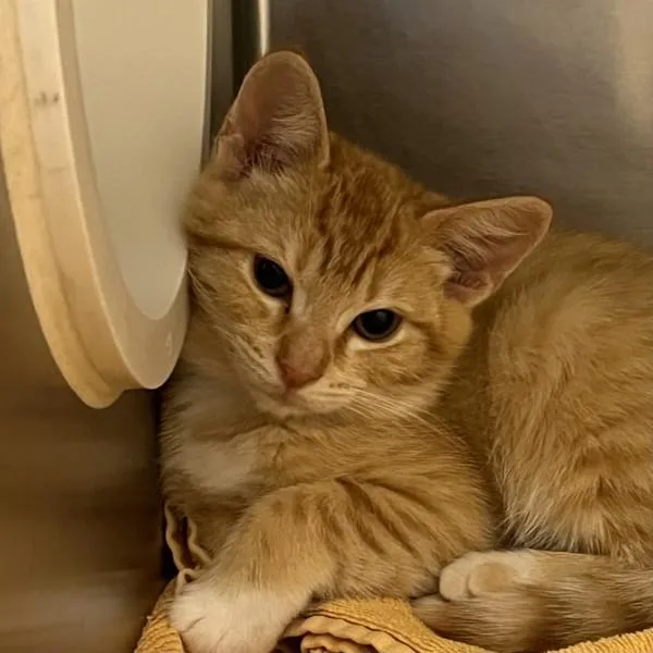 A baby small-sized female Domestic Short Hair cat named Pirouette for adoption in Walnut Creek, CA