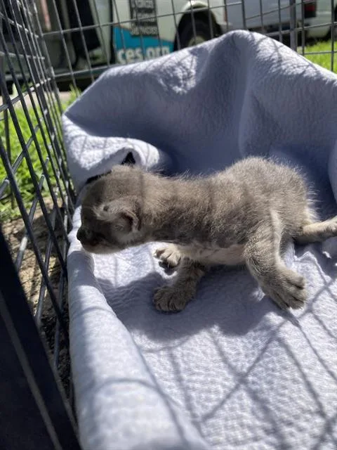 A baby small-sized male Domestic Short Hair cat named Steve for adoption in Dallas, TX