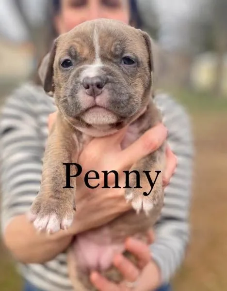 A baby large-sized female American Bulldog dog named Penny for adoption in Brooklyn Center, MN