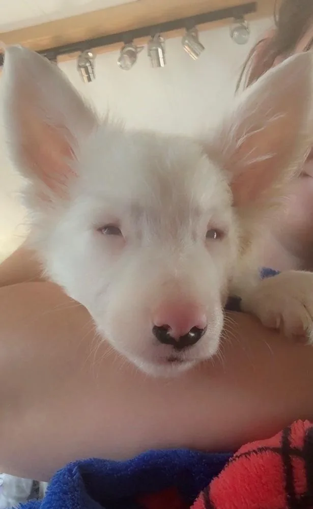 A baby medium-sized male White / Cream Border Collie dog named Remus for adoption in East Greenville, PA