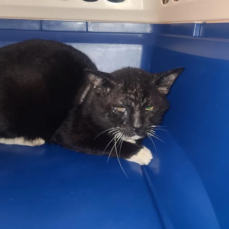 A young large-sized male Black Domestic Short Hair cat named Tuxedo Mask for adoption in Galveston, TX