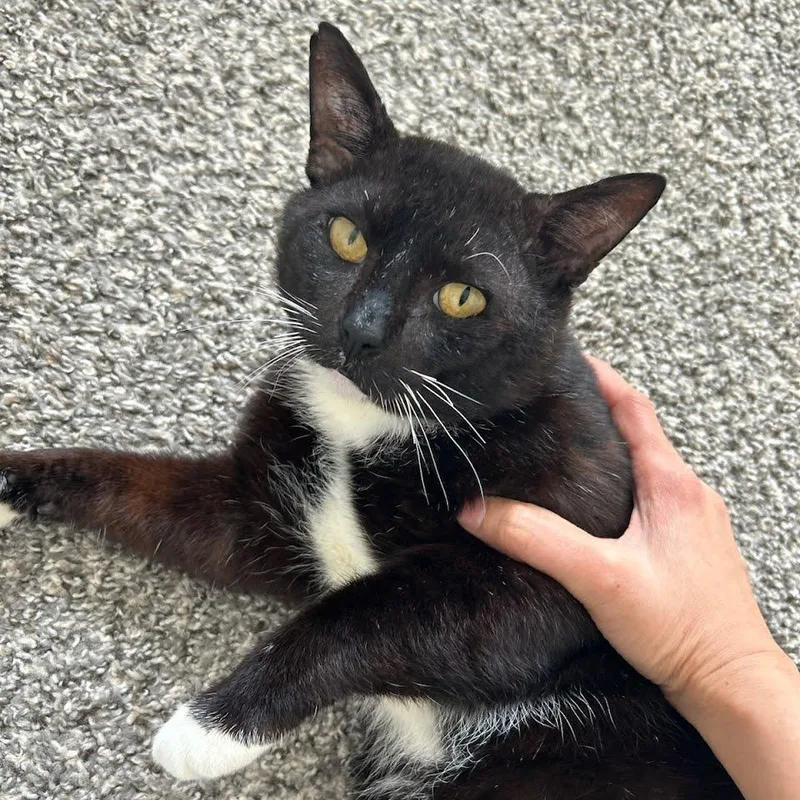 Tuxedo Mask thumbnail 2