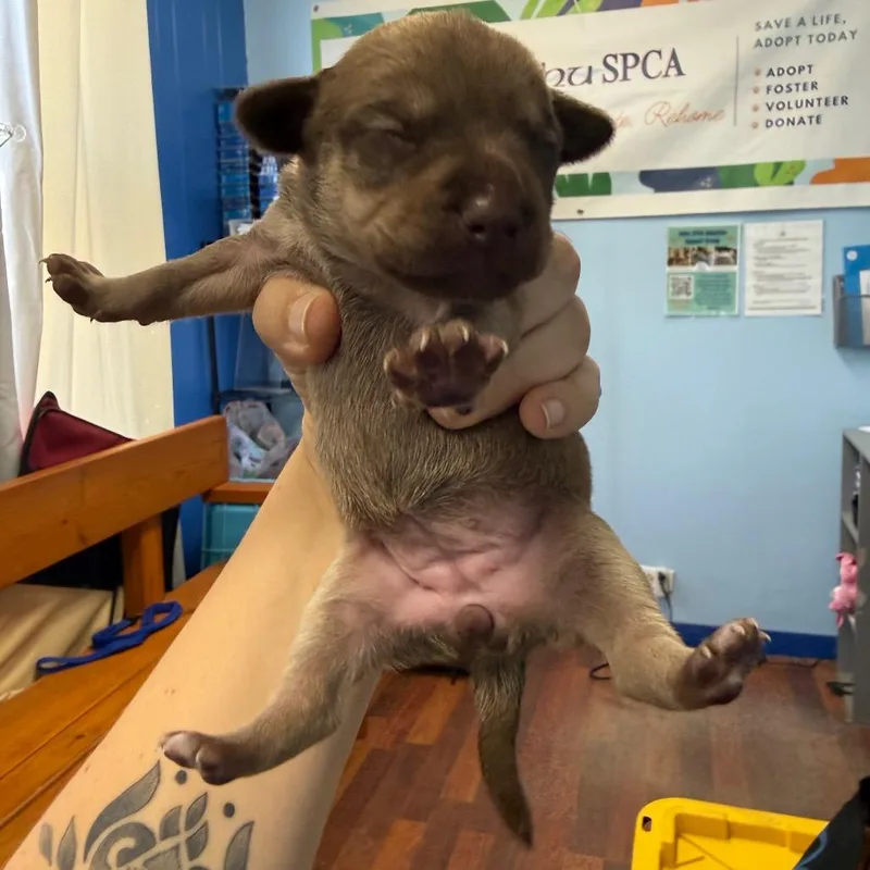 A baby small-sized female Brown / Chocolate Chihuahua dog named Pudding for adoption in Wahiawa, HI