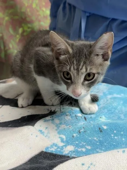 A young small-sized male Domestic Short Hair cat named Filburt for adoption in San Antonio, TX