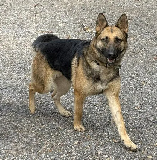 A young medium-sized female German Shepherd Dog dog named Gia for adoption in Baltimore, MD