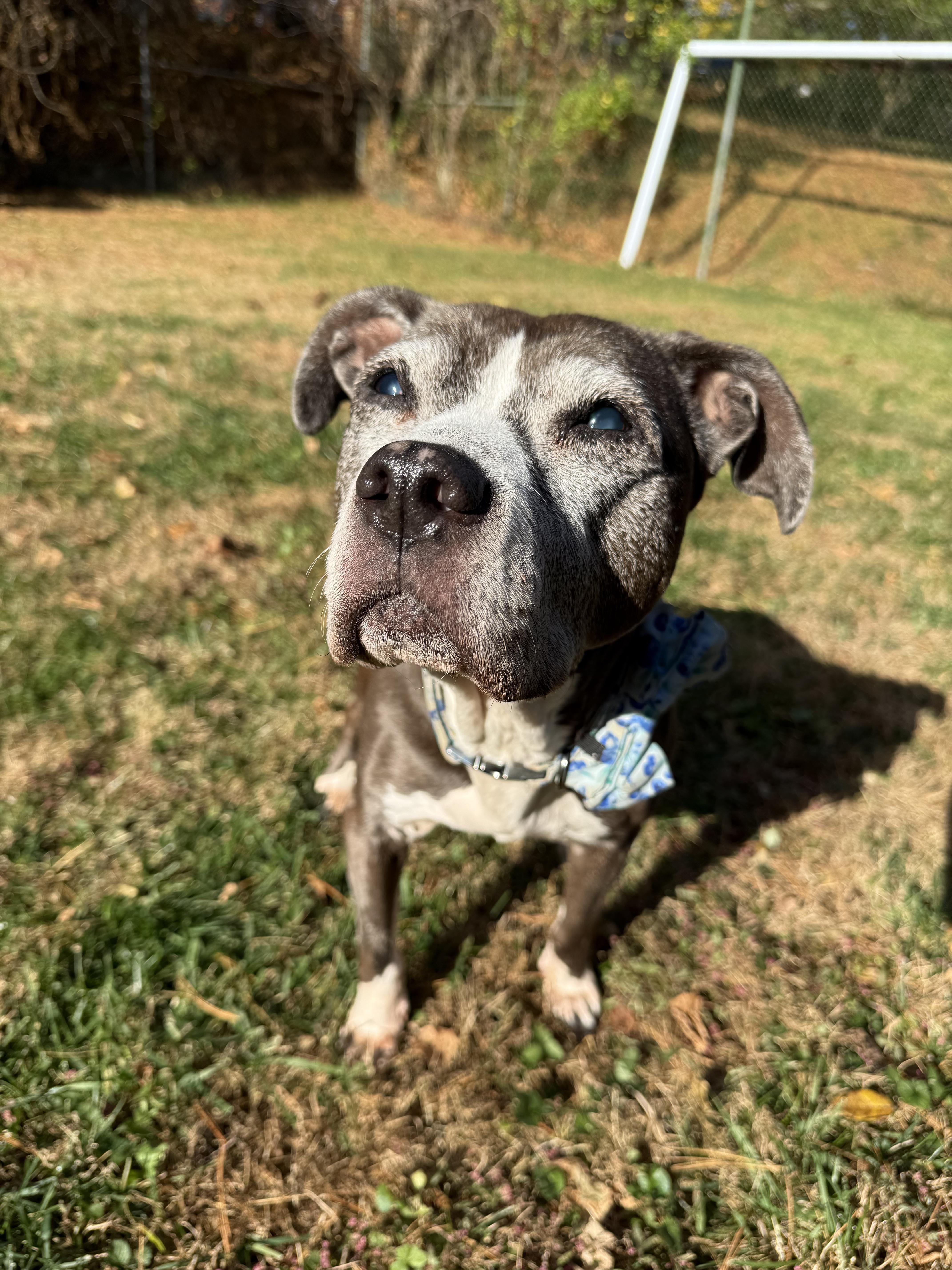 Blueberry thumbnail 2