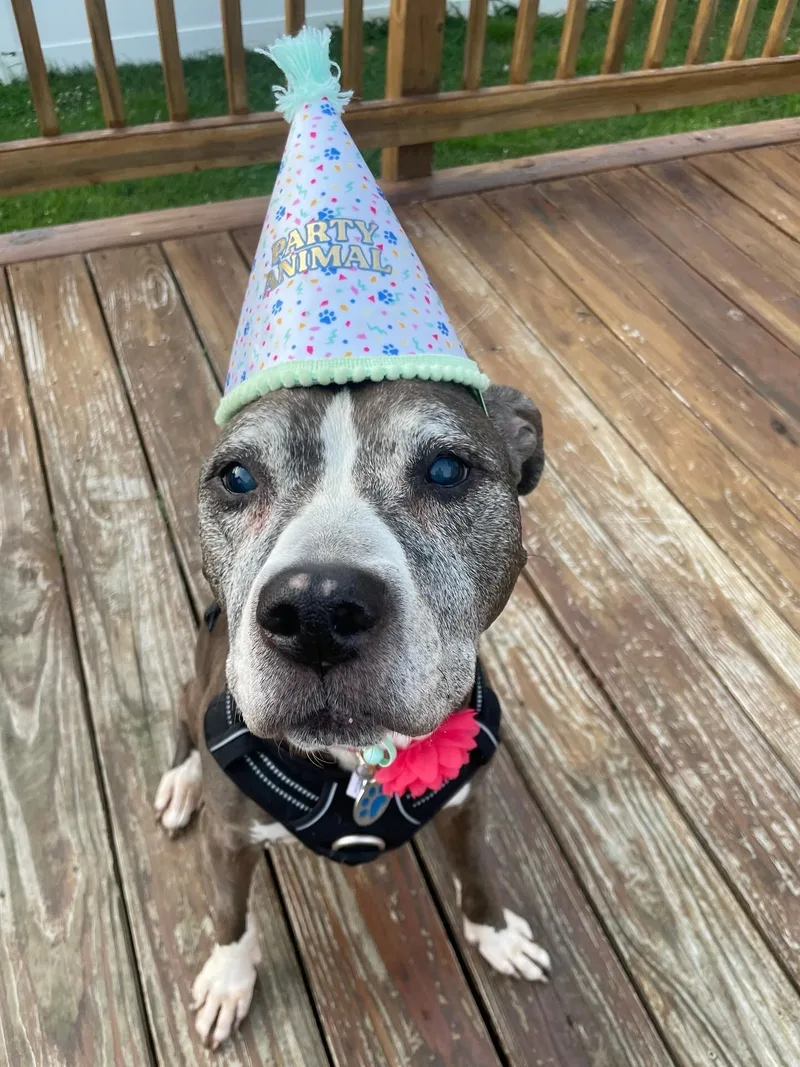 Blueberry thumbnail 3