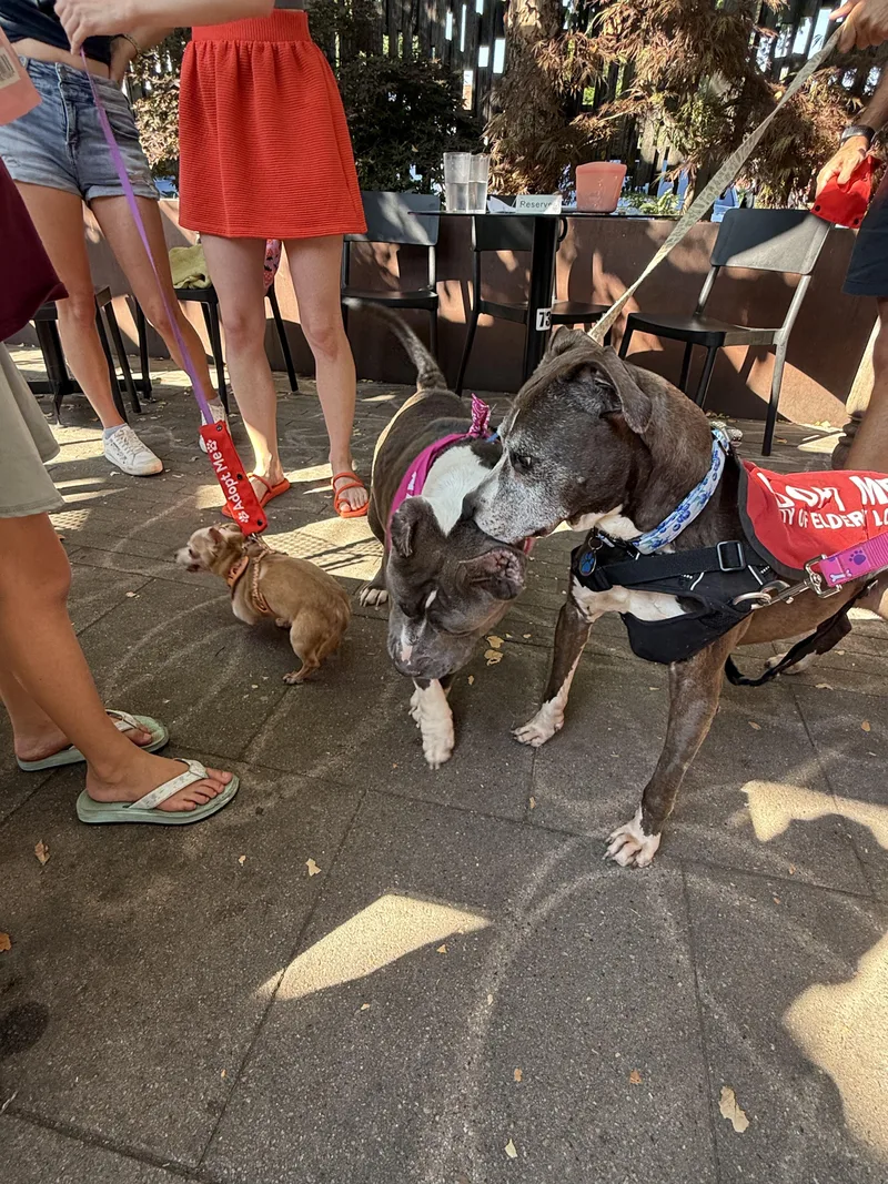 Blueberry thumbnail 5