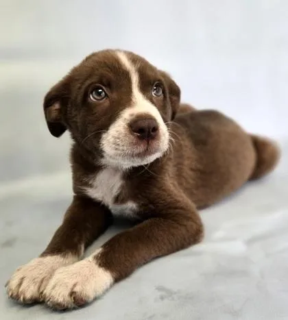 A baby medium-sized female Australian Shepherd dog named Moana for adoption in Morton Grove, IL