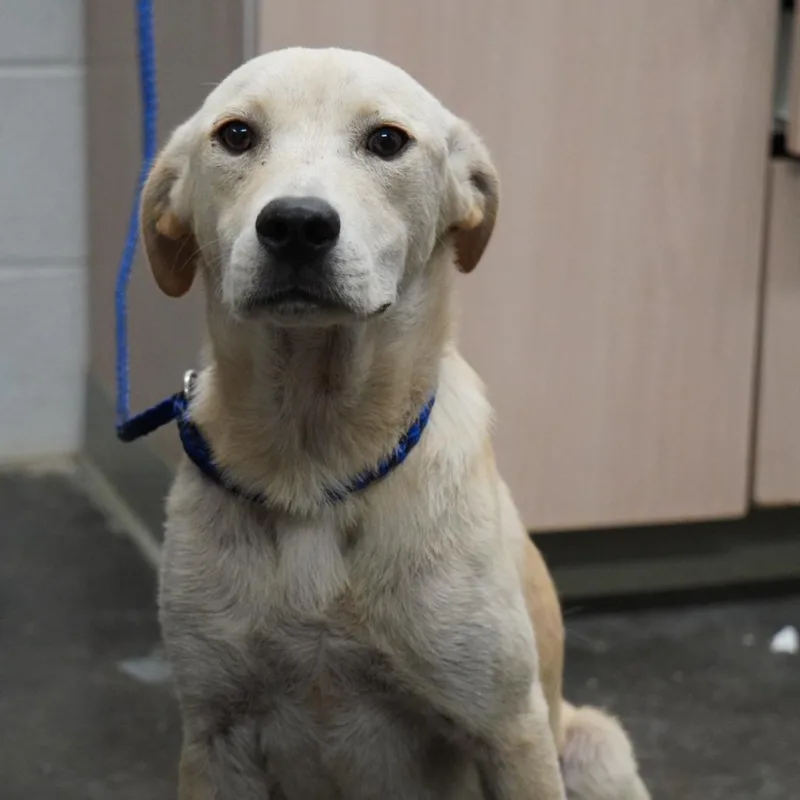 A young medium-sized male White / Cream Mixed Breed dog named Duke for adoption in Evensville, TN