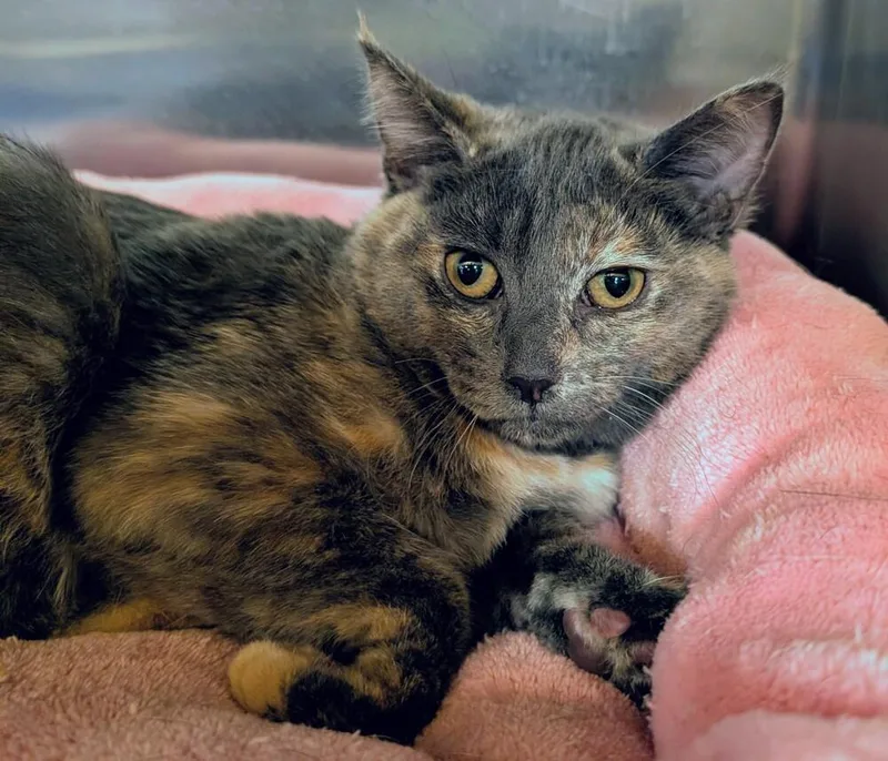 A baby small-sized female Domestic Medium Hair cat named Gidget for adoption in Tucson, AZ