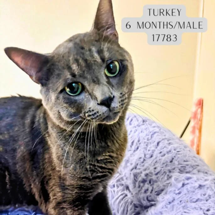 An adult medium-sized male Gray / Blue / Silver Domestic Short Hair cat named Turkey for adoption in Supply, NC