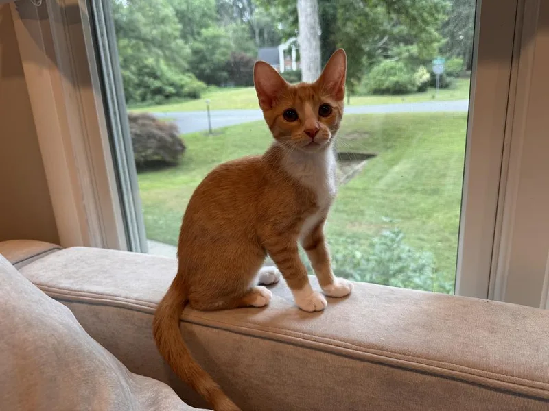 A baby small-sized female Orange & White Domestic Short Hair cat named Gigi for adoption in Greenbelt, MD