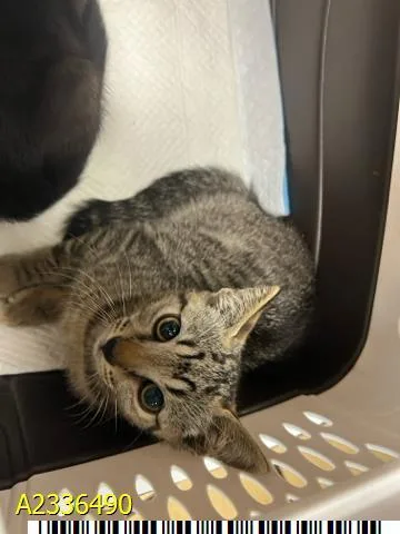 A baby small-sized female Domestic Short Hair cat named Boop for adoption in West Palm Beach, FL