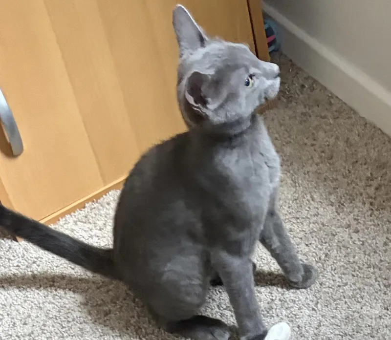 A baby medium-sized male Gray / Blue / Silver Domestic Short Hair cat named Frankie for adoption in Jacksonville, FL