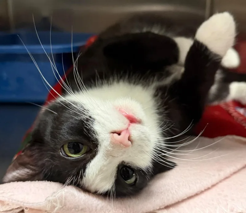 A young large-sized female Domestic Short Hair cat named Kiko for adoption in Ocala, FL