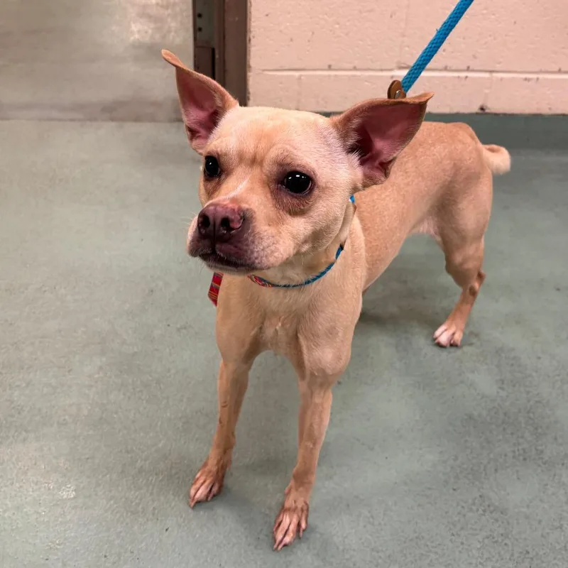 An adult small-sized female Yellow / Tan / Blond / Fawn Mixed Breed dog named Lilly Bee for adoption in Memphis, TN