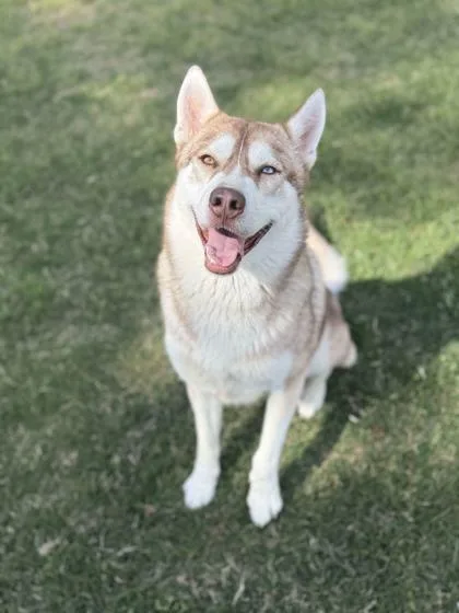 An adult large-sized male Siberian Husky dog named Drew for adoption in Memphis, TN