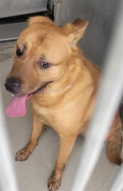 A young large-sized male German Shepherd Dog dog named Buddy for adoption in Lancaster, CA