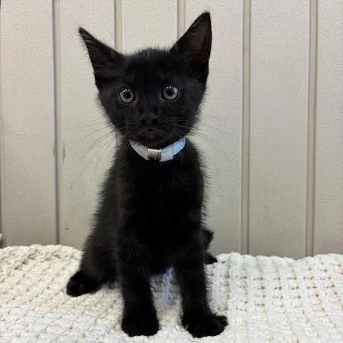 A baby small-sized male Domestic Short Hair cat named Doc for adoption in Hawthorne, CA