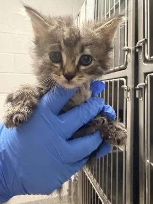 A baby small-sized female Domestic Medium Hair cat named Cherry for adoption in Gastonia, NC
