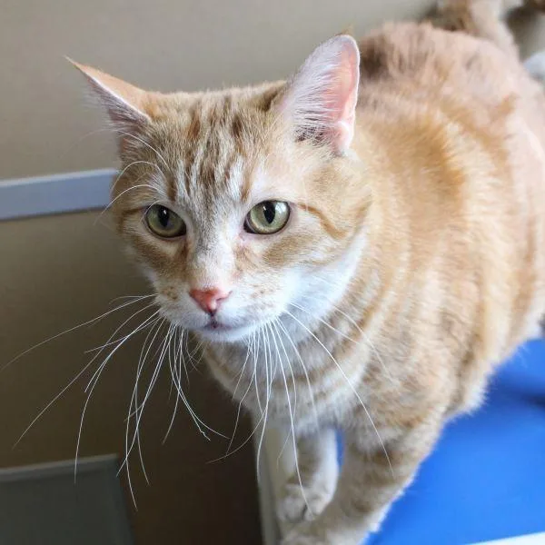 An adult medium-sized male Domestic Short Hair cat named Leo  Bonded Buddy for adoption in Des Moines, IA