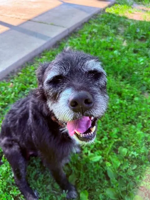 An adult large-sized male Terrier dog named Angus for adoption in Saint Peters, MO
