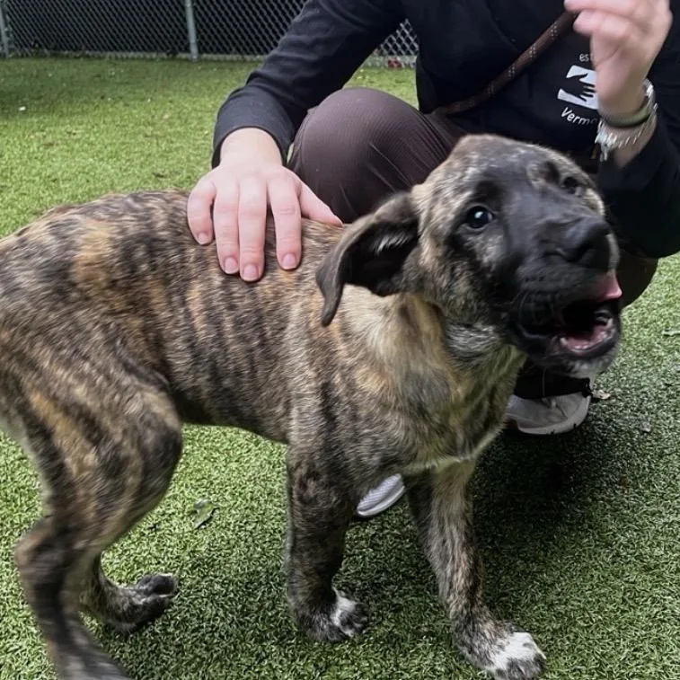 A baby small-sized male Mixed Breed dog named Grug for adoption in South Burlington, VT