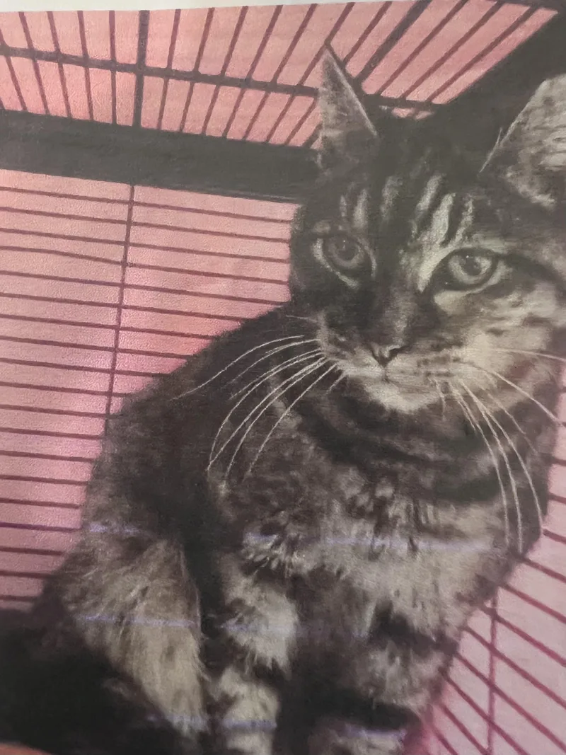 A senior medium-sized female Tabby (Brown / Chocolate) Domestic Short Hair cat named Tostada for adoption in New Windsor, NY