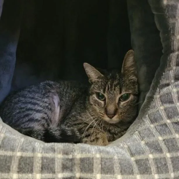 An adult medium-sized female Domestic Short Hair cat named Rosie for adoption in Houston, TX