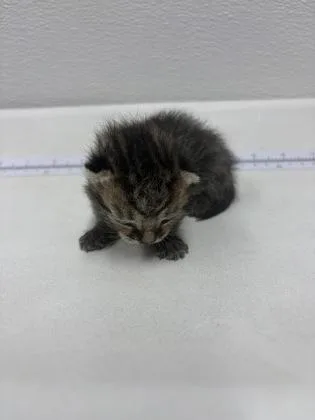 A baby small-sized female Domestic Short Hair cat named Apple for adoption in West Chester, PA