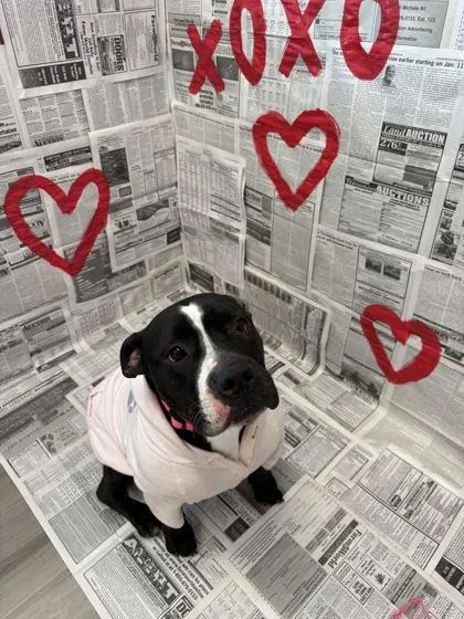 An adult large-sized female Mixed Breed dog named Queenie for adoption in Lafayette, IN