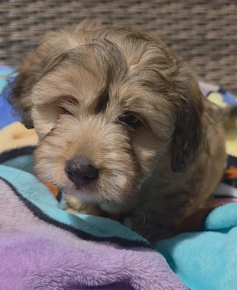 A baby small-sized male Schnauzer dog named Broly for adoption in Rosenberg, TX