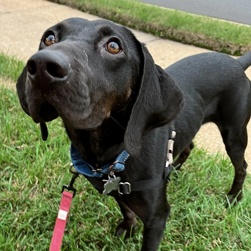 An adult medium-sized male Black Labrador Retriever dog named Bob FKA Duncan Rocky for adoption in Falls Church, VA