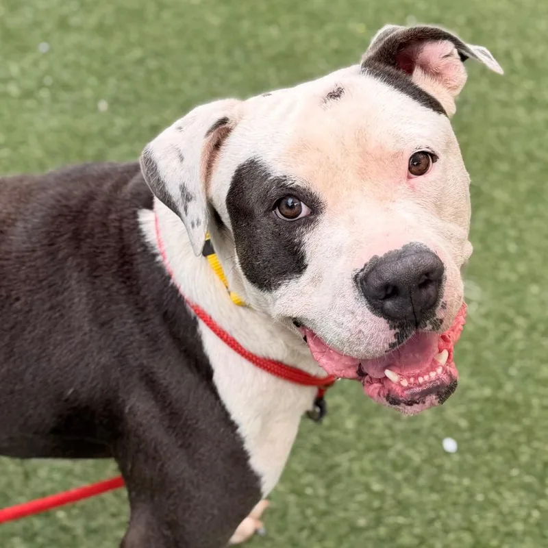 An adult large-sized male Gray / Blue / Silver Mixed Breed dog named Bubba for adoption in Asheville, NC
