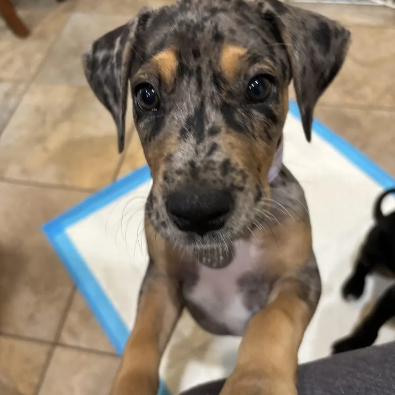 Hazel