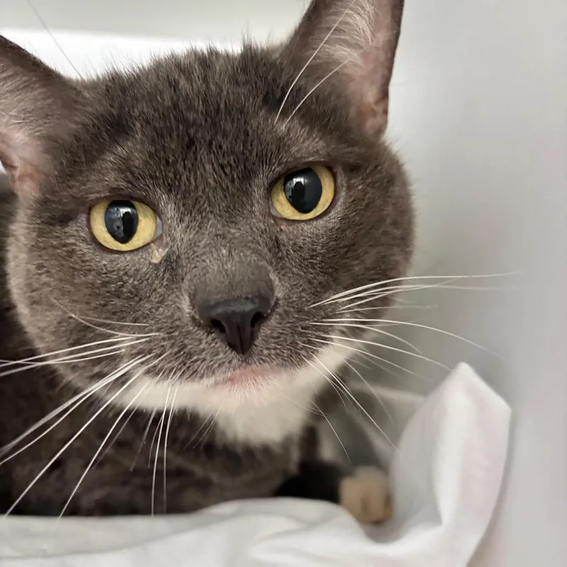 An adult large-sized female Gray / Blue / Silver Domestic Short Hair cat named Gena for adoption in Franklin, NC