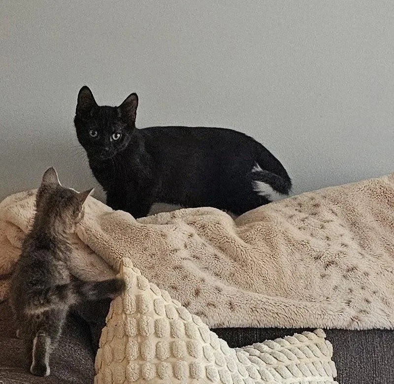 Coco Willow Grove