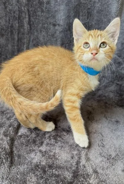 A young medium-sized male Domestic Short Hair cat named Morty for adoption in Buffalo, MN