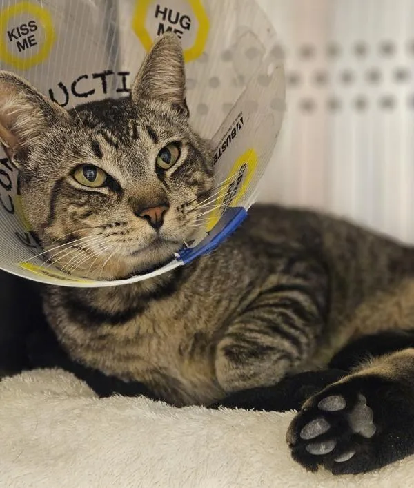 A young medium-sized male Domestic Short Hair cat named Gandalf for adoption in Oakland, CA