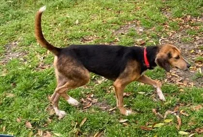 Shamrock thumbnail 2